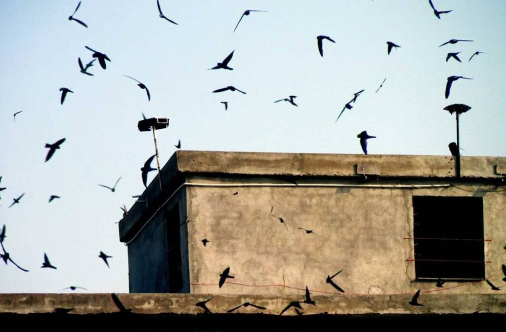 chim bay vào nhà là điềm tốt hay xấu