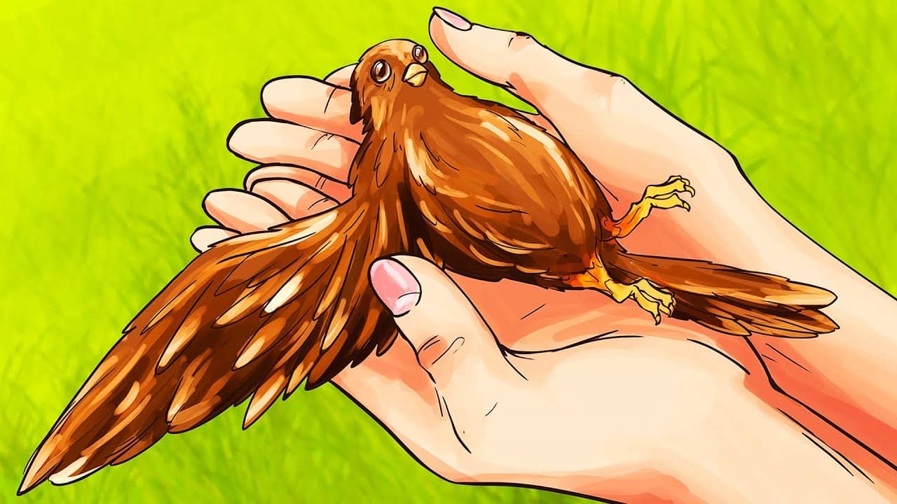 Chim bi thương biểu hiện sự không may mắn 